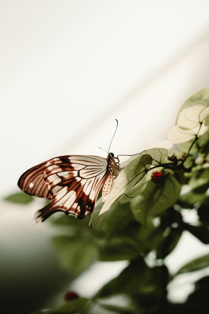Close-up of a butterfly with intricate patterns perched on lush green leaves.